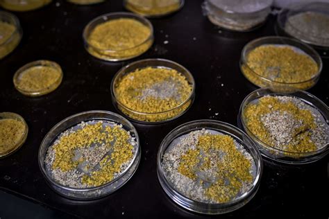 Slime mold was just sent up to the ISS for science, not horror | SYFY WIRE