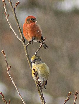 Red Crossbill - Photo, facts, and identification tips