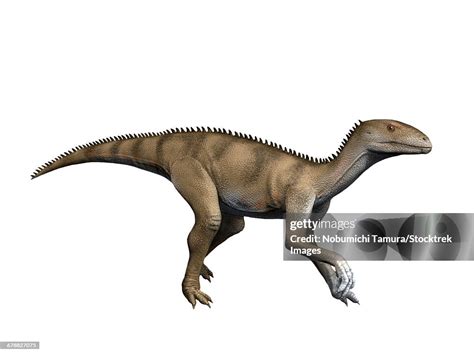 Sacisaurus Agudoensis Is An Extinct Dinosaur From The Late Triassic Of