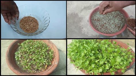 How To Grow Coriander Plant In A Pot Dhaniya Video Dailymotion