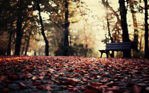 Wallpaper Sunlight Forest Fall Leaves Depth Of Field Nature