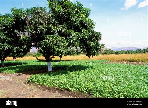 crop   field stock photo alamy