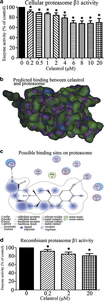 Inhibiting Effect Of Celastrol On Proteasomal Activity And Possible Download Scientific Diagram