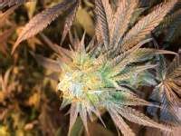 The Don Mega Solfire Gardens Cannabis Strain Info Seedfinder Eu