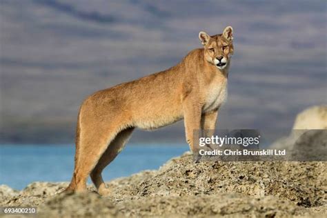 206 Puma Torres Del Paine National Park Stock Photos, High-Res Pictures, and Images - Getty Images