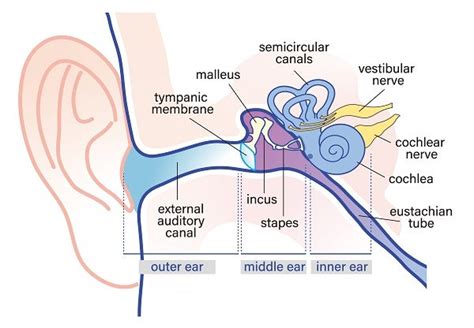 Cochlear Implant Anatomy