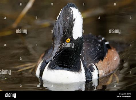 Hooded Merganser Drake