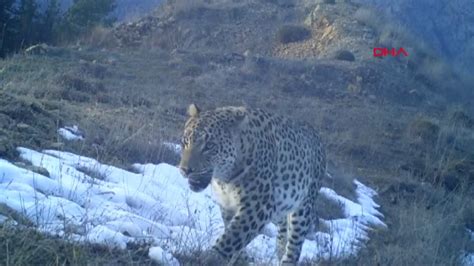 Akdeniz ve Ege de Anadolu Leoparı heyecanı Video