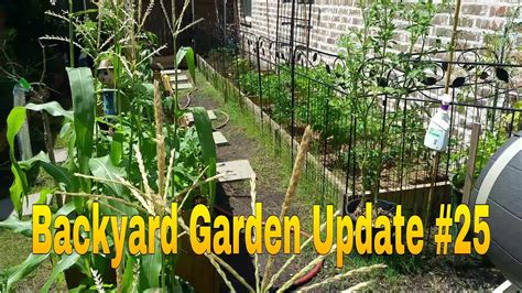 Backyard Garden Update Youtube