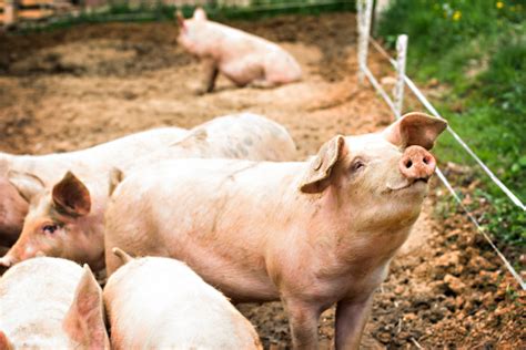 Onívoros o que são Conceito características e como se alimentam