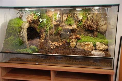 Theraphosa stirmi | Reptile habitat, Gecko terrarium, Reptile terrarium