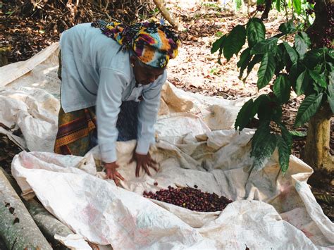 Making Coffee In Coorg Whetstone Magazine