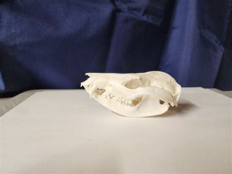 Didelphis Virginiana Opossum Skull Grade B Etsy