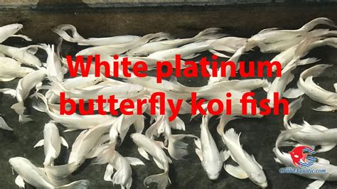 White Platinum Butterfly Koi Carp Fish For Sale And Export From