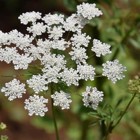 Ammi Majus False Queen Annes Lace Siteone