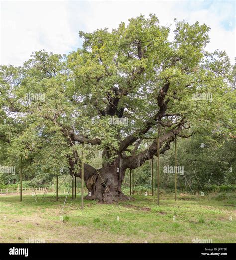 1000 Year Old Oak Tree Hi Res Stock Photography And Images Alamy