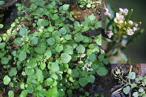 Rorippa Nasturtium Aquaticum