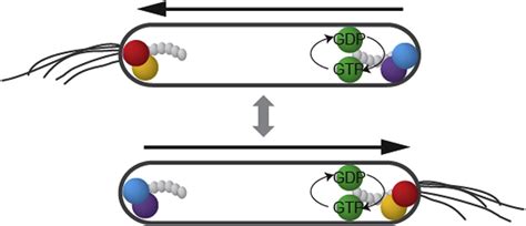 Two Small Gtpases Act In Concert With The Bactofilin Cytoskeleton To