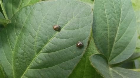 Kudzu Bugs Arriving In High Numbers In Legume Crops Panhandle Agriculture