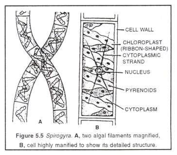 Spirogyra: Life Cycle of Spirogyra and Germination of Zygospore | Life cycles, Spirogyra diagram ...