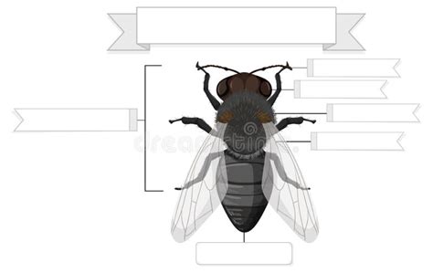 External Anatomy of a Fly Worksheet Stock Vector - Illustration of ...