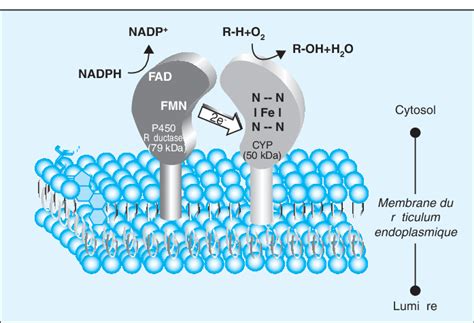 Localisation Membranaire De Cytochromes P Dans Le R Ticulum