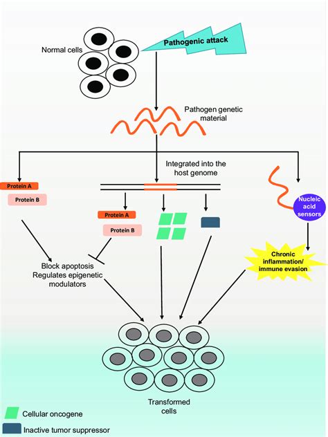 Possible Mechanisms Of Pathogen Induced Tumorigenesis Pathogens Hijack