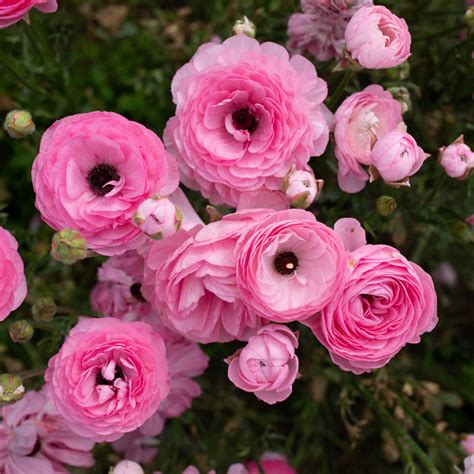 Ranunculus Rose Floret Flower Farm