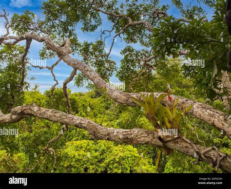 Fabulous rainforest of Amazon. Tree covered with bromeliad found in the ...