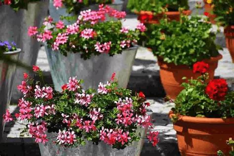 Plantas ornamentales
