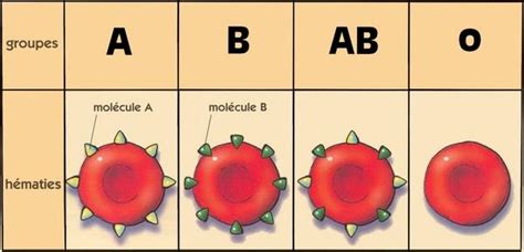 Partie Ii Transfusion Sanguine