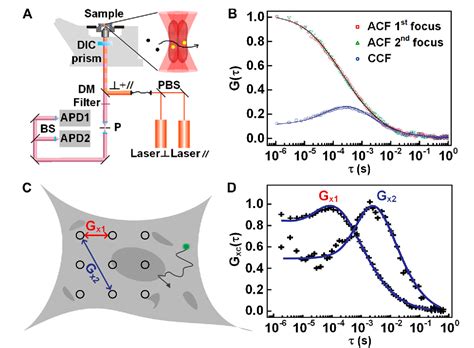 Figure 3 From A Comprehensive Review Of Fluorescence Correlation Spectroscopy Semantic Scholar