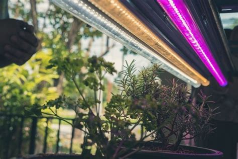 Grow Light Vs Sunlight What Light Source Is Better