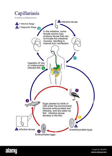 Intestinal capillariasis life cycle. Diagram showing the life cycle of ...