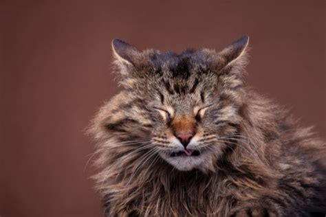 Why is My Cat Sneezing: Causes & Treatment - Cats.com