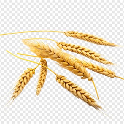 Premium PSD Wheat Isolated On Transparent Background