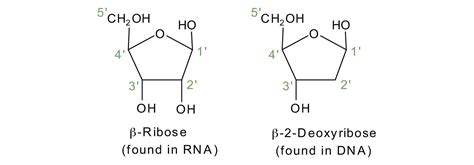 Deoxyribose Vs Ribose Sugar Structure - Brain Mind Article