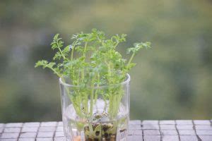 Planta De Zanahoria La Huertoteca La Huertoteca Especialistas En