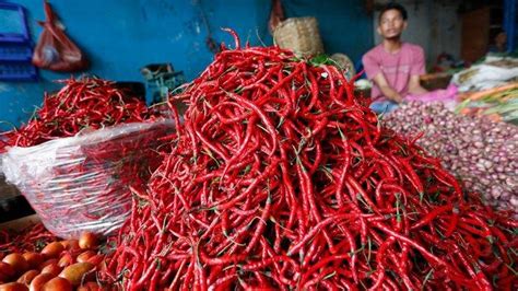 Pasokan Cabai Merah Dari Petani Lokal Di Pijay Meningkat Harga Turun