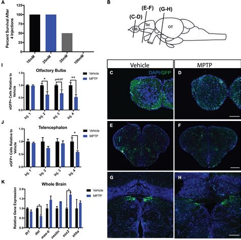 Frontiers Cerebroventricular Microinjections Of MPTP On Adult