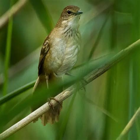 Little Rush Warbler Facts Diet Habitat And Pictures On Animaliabio