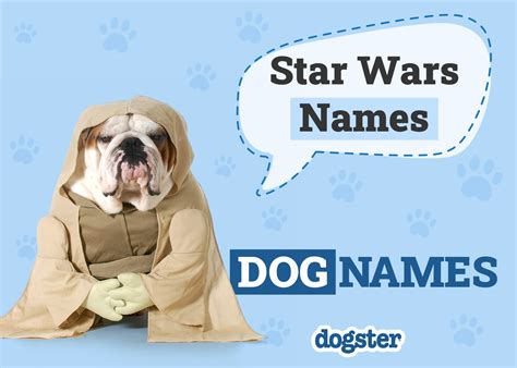 150+ Star Wars Dog Names from a Galaxy Far, Far Away – Dogster