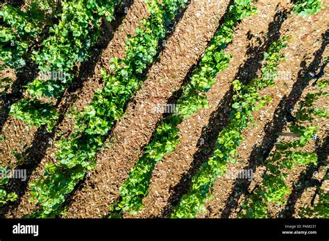 Cote de nuits aerial hi-res stock photography and images - Alamy