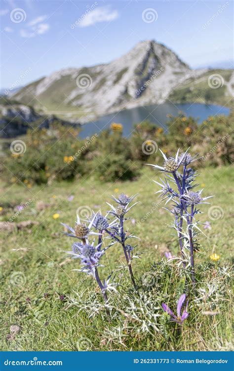 Eryngium Bourgatii Mediterranean Sea Holly Flowers Stock Image Image