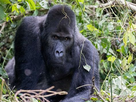 Kahuzi Biega National Park | Mustseespots.com