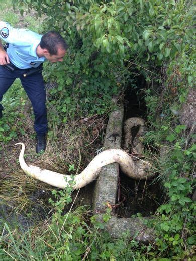 Le Propri Taire Du Boa Constrictor De M Retrouv Dans Les P O