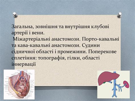 Загальна, зовнішня та внутрішня клубові артерії і вени - презентация онлайн