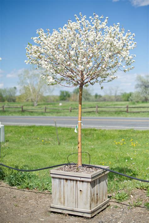 CRABAPPLE LOLLIPOP For Sale in Boulder Colorado