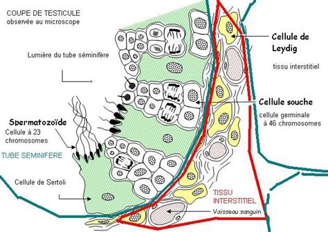 R Sultat De Recherche D Images Pour Spermiogen Se Map Art Map