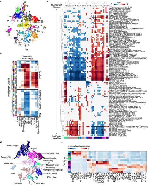 Phenotyping Myeloid Epithelial And Stromal Cell Types A T Sne